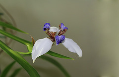 Neomarica (3)