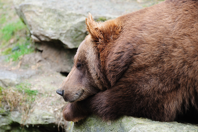 Schlafbär