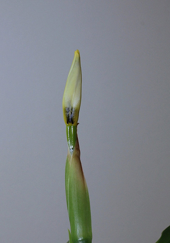 Neomarica gracilis en bouton