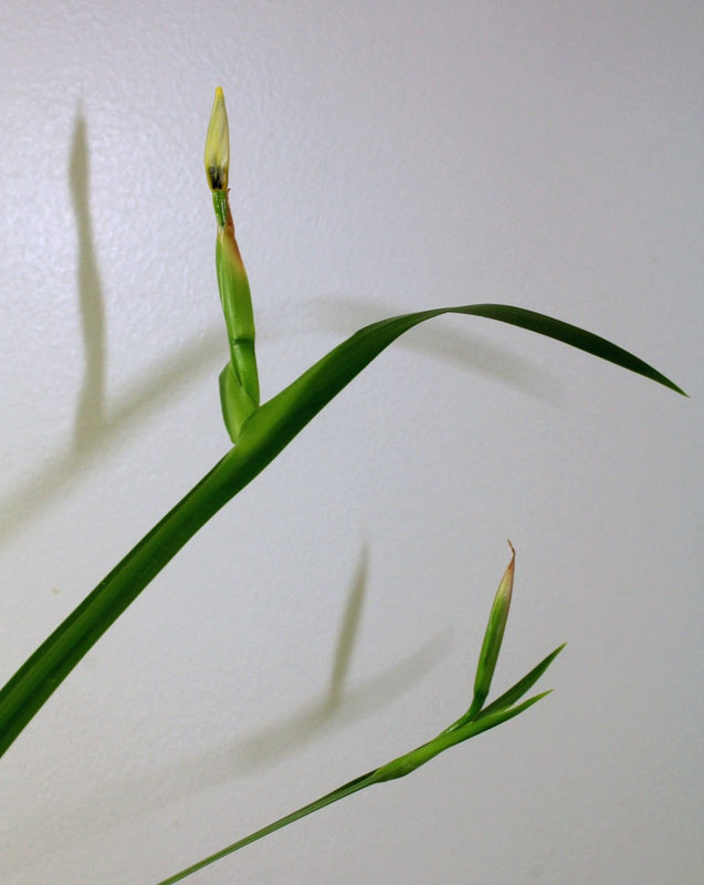 Neomarica gracilis en bouton (2)