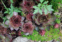 Sempervivum de la rocaille