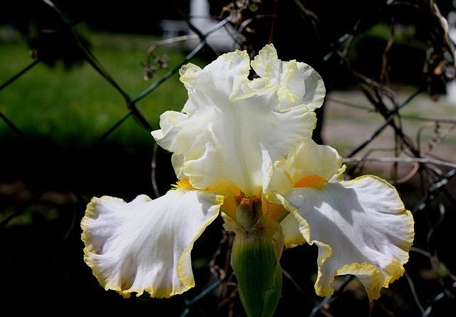 Iris Bride's Halo