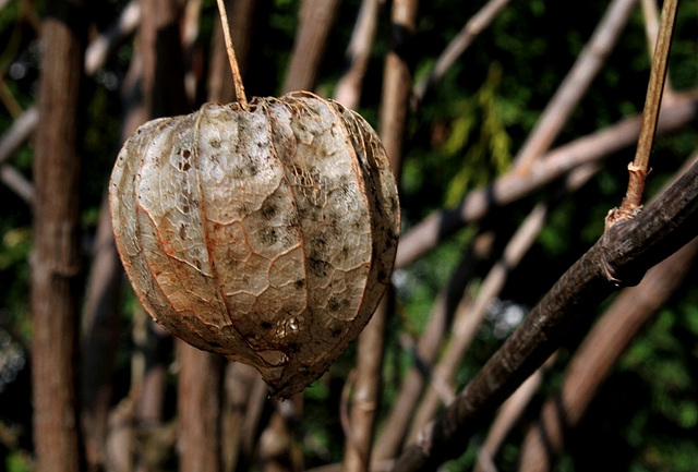 Physalis