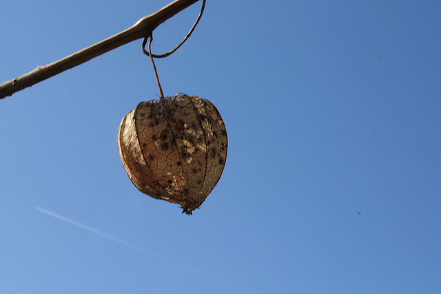 Physalis