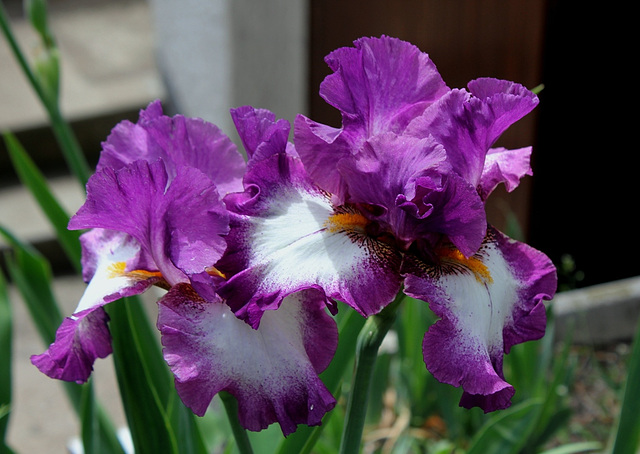 Iris Footlose