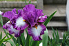 Iris Footlose (2)