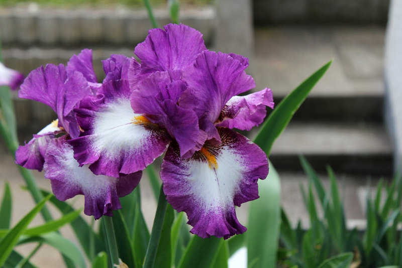 Iris Footlose (2)