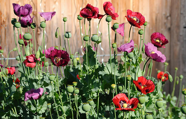 Mohn-Farbvarianten