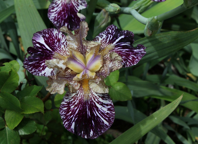 Iris Gnus Flash