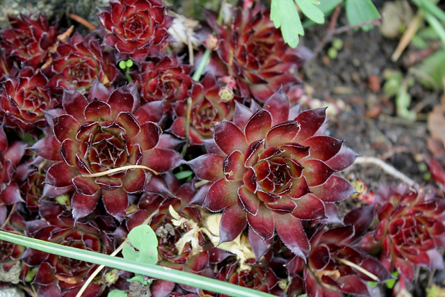 Sempervivum de la rocaille (4)
