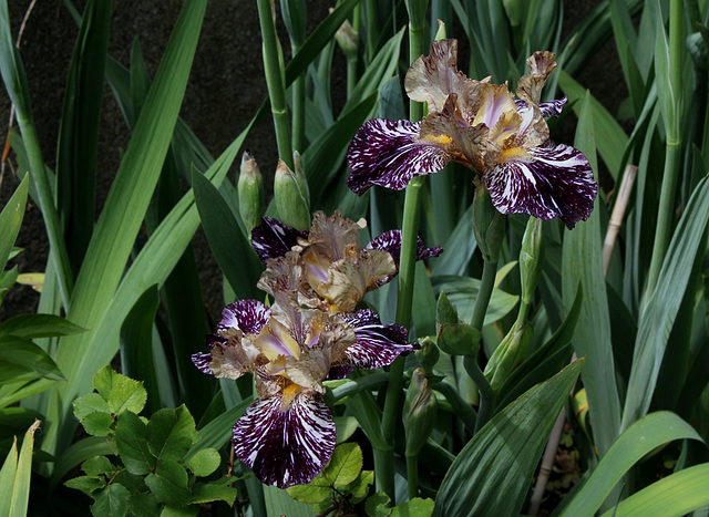 Iris Gnus Flash (2)