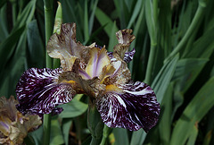 Iris Gnus Flash (3)