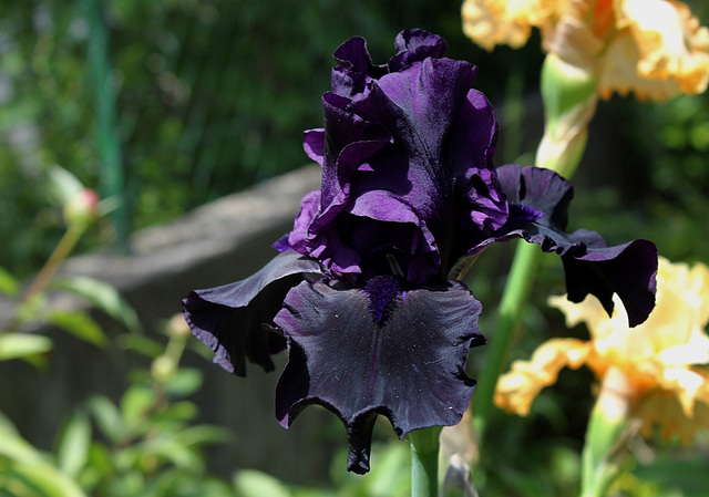 Iris Hello Darkness (2)