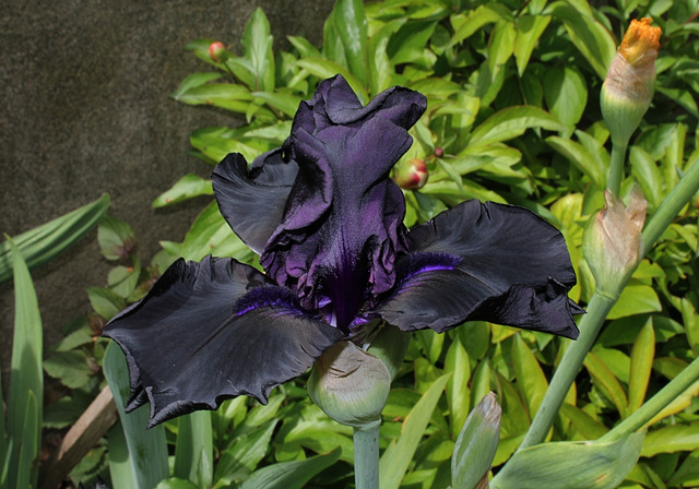 Iris Hello Darkness (3)