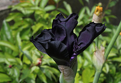 Iris Hello Darkness (4)