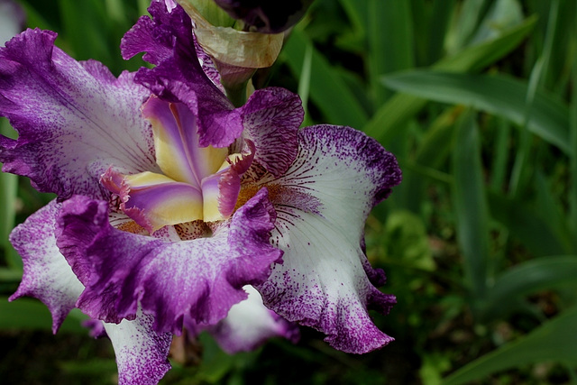 Iris Mariposa Autumn (3)