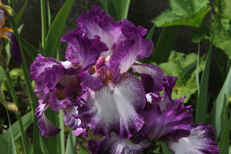Iris Mariposa Autumn (5)