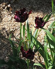 Tulipe perroquet noire