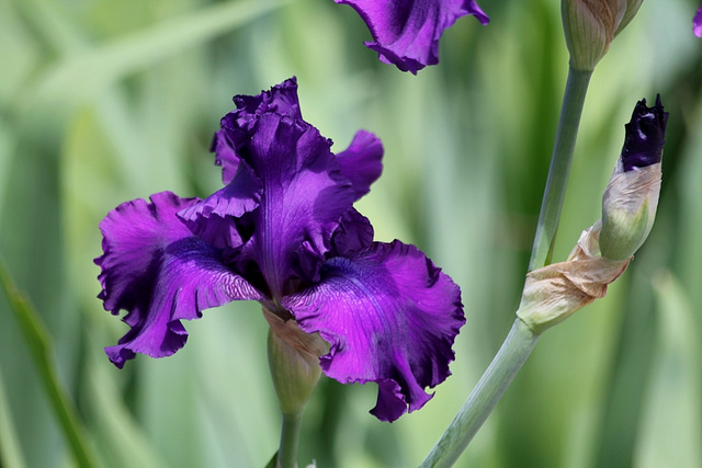 Iris Master Touch (3)