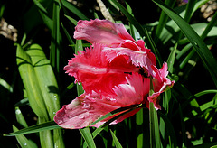 Tulipe perroquet rose