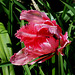 Tulipe perroquet rose