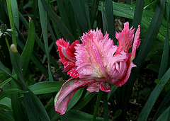 Tulipe perroquet rose (2)