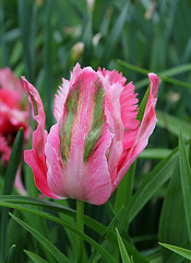 Tulipe perroquet rose (3)