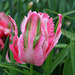Tulipe perroquet rose (3)