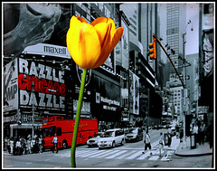 TULIPE NEW YORKAISE ***