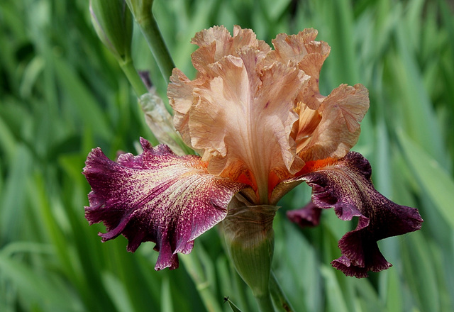 Iris Secret Melody