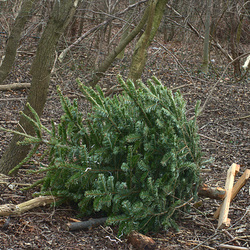 Christbaum Christbaum