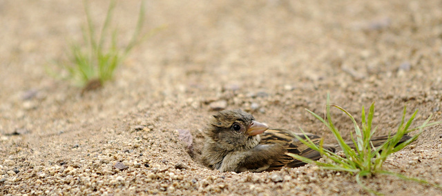 Spatz im Sandbad -