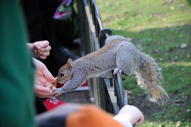 St. James's Park - London - 120324