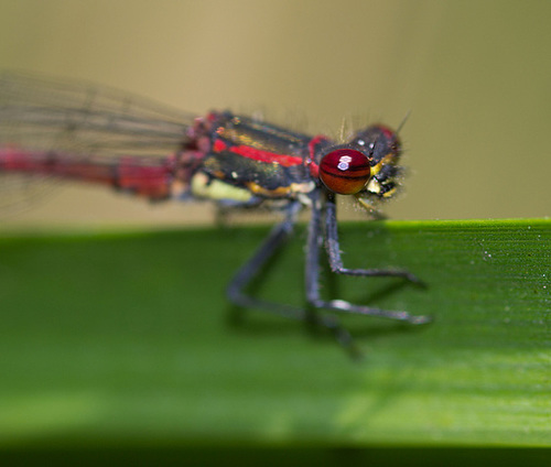 Das Auge der Frühen Adonisjungfer