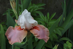 Iris 'Sugar Magnolia '