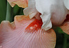 Sugar Magnolia