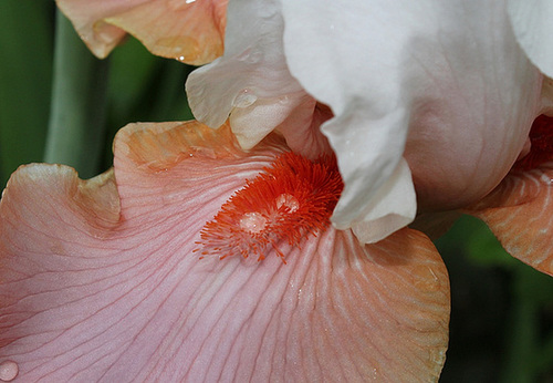 Sugar Magnolia
