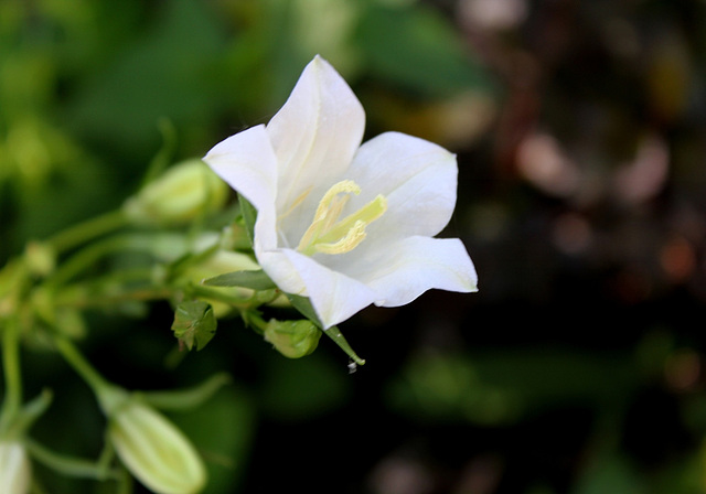 Campanule à feuilles de pêcher (2)