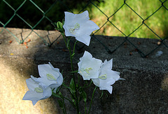 Campanule à feuilles de pêcher (3)