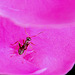 Fourmis
