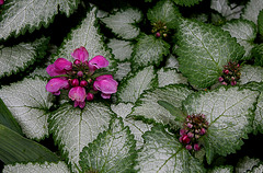 Lamium maculatum (2)