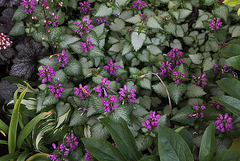 Lamium maculatum (3)