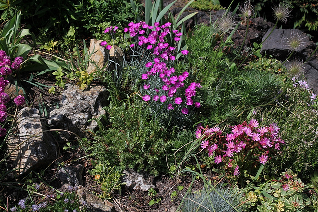 Oeillet du granite (2)