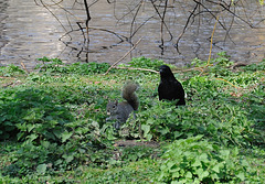 St. James's Park - London - 120324