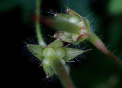Geranium sanguin- fruits