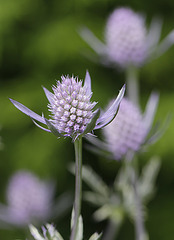 Eryngium bourgatii