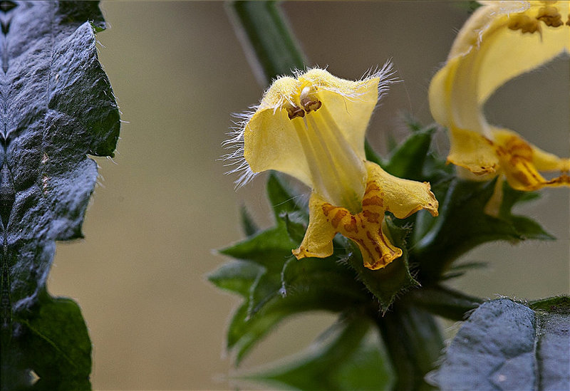 20120430 8872+73RMSt2w [D~LIP] Goldnessel (Lamium galeobdolon), Bad Salzuflen