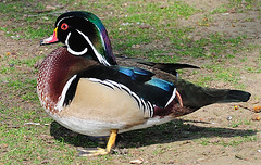 St. James's Park - London - 120324