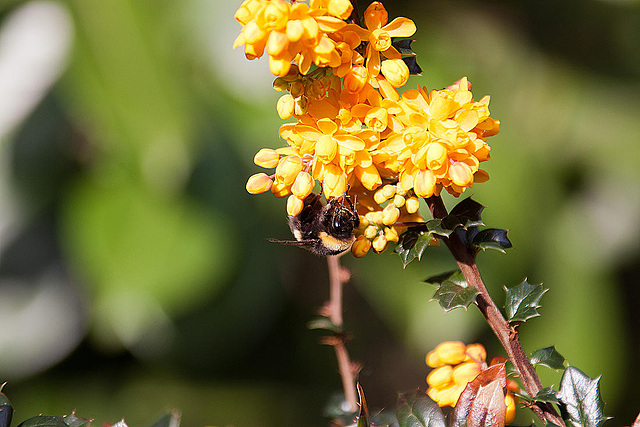 20120430 8869RAw [D~LIP] Dotterberberitze (Berberis 'Stenophylla'), Hummel, Bad Salzuflen