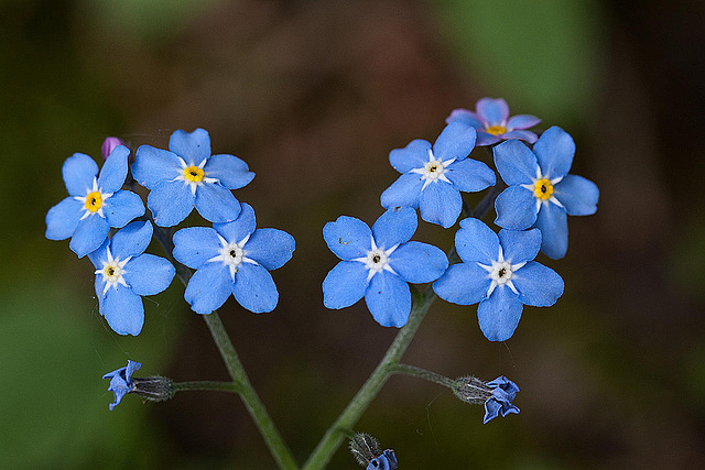 20120430 8860RMw [D~LIP] Acker-Vergißmeinnicht (Myosotis arvensis), Bad Salzuflen